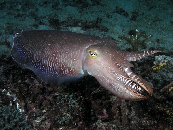 Quoi de neuf dans Ubuntu 18.10 Cosmic Cuttlefish ? | Numétopia