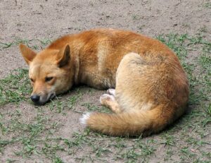 Dingo dans zoo australien