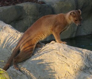 Fossa ou Cryptoprocta Ferox