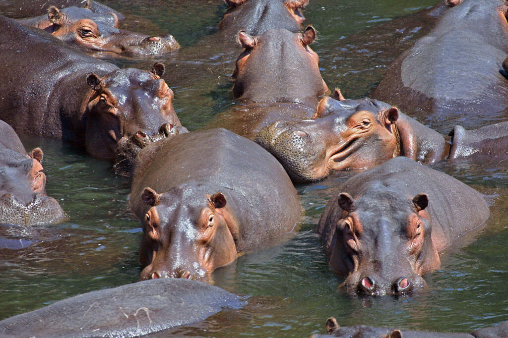 Groupe d'hippopotames amphibies