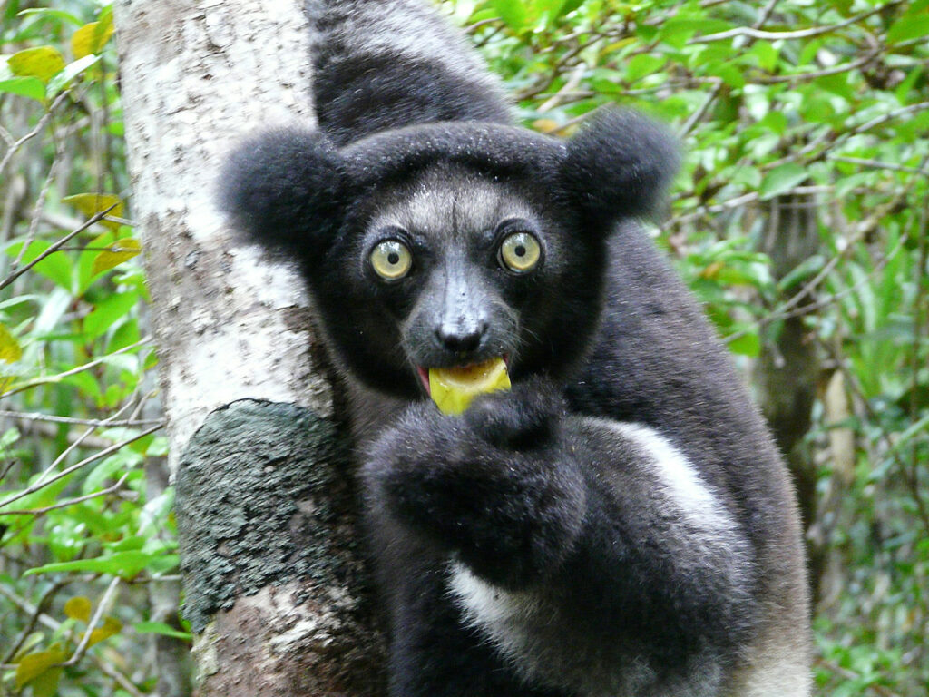 Tête Indri