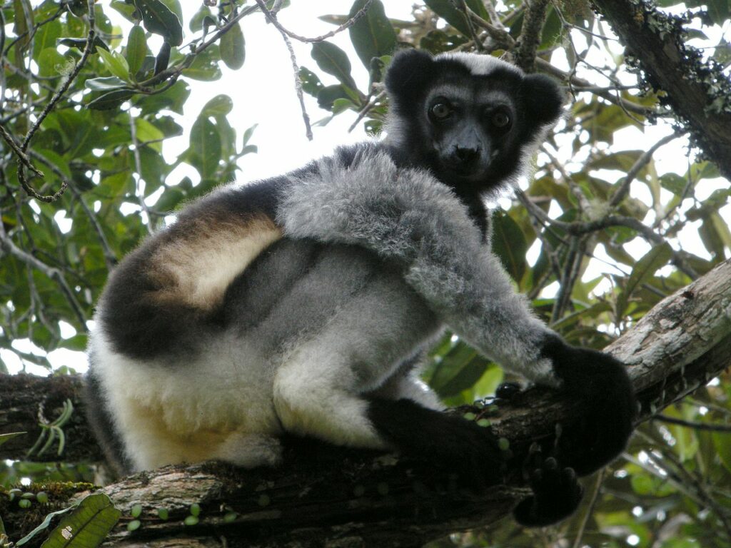 Indri Indri par Frank Vassen